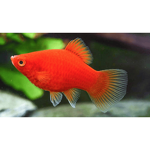 Platy Coral Vermelho 