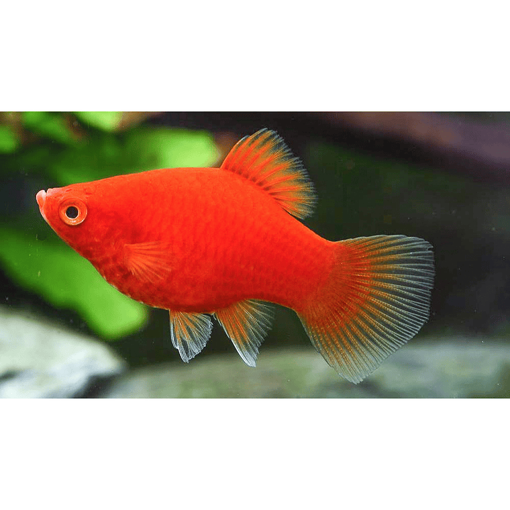 Platy Coral Vermelho  1