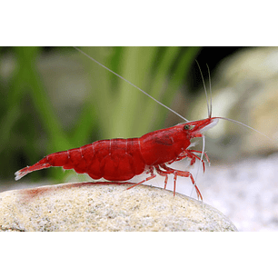 Neocaridina Sakura Vermelha