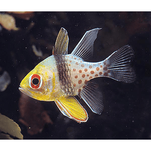 Sphaeramia Nematoptera