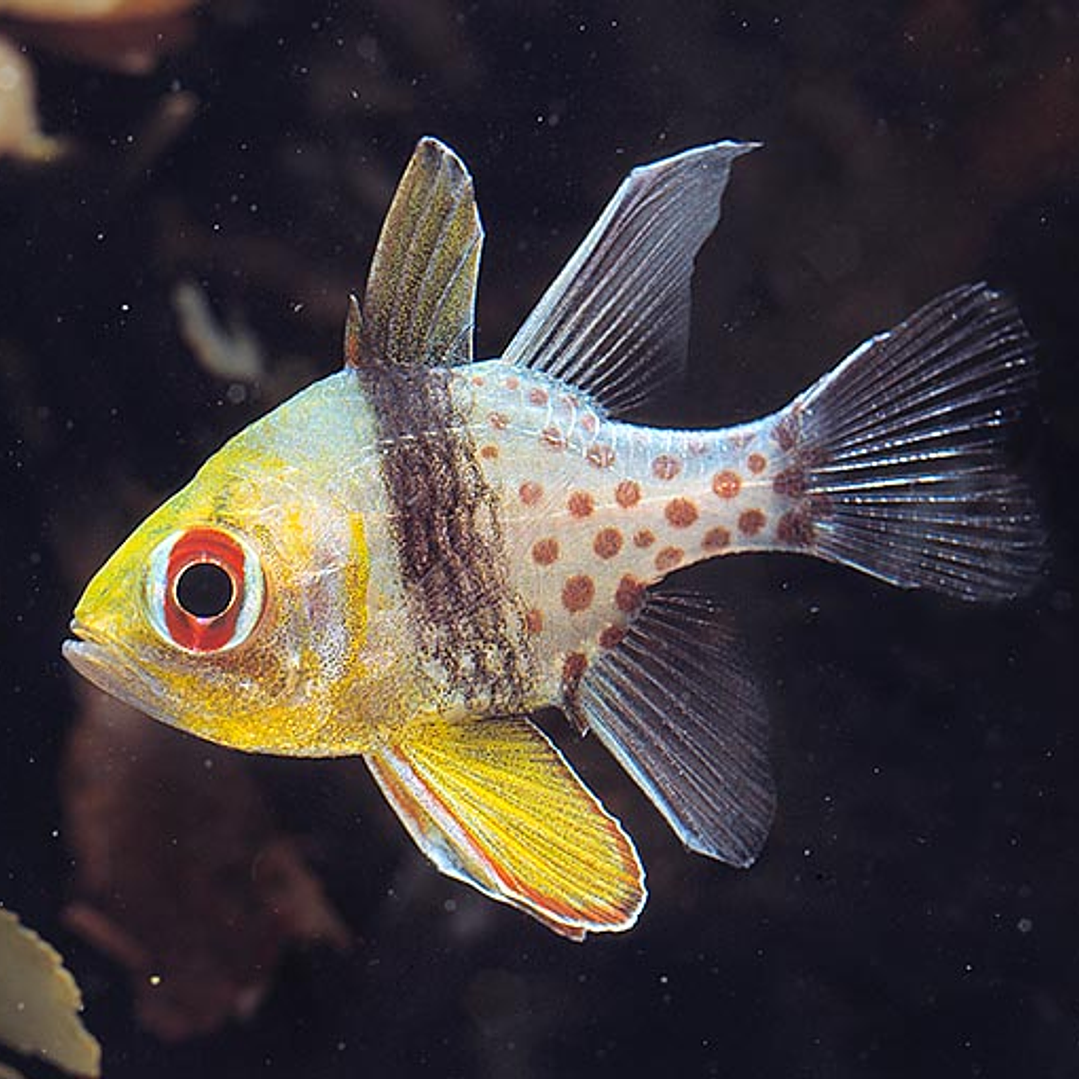 Sphaeramia Nematoptera 1