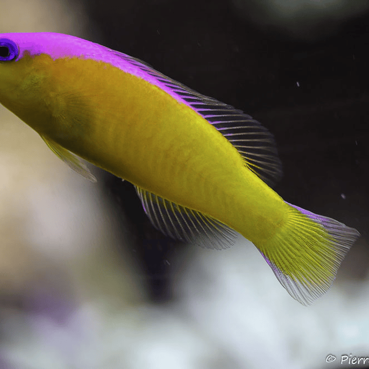 Pictichromis Diadema 1