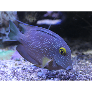 Ctenochaetus Truncatus