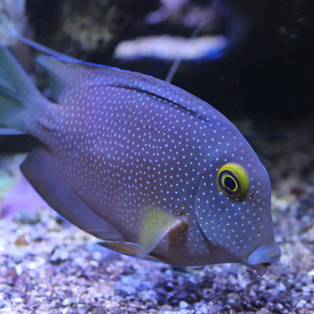 Ctenochaetus Truncatus 1