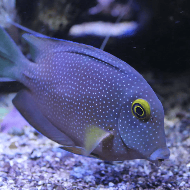 Ctenochaetus Truncatus 1