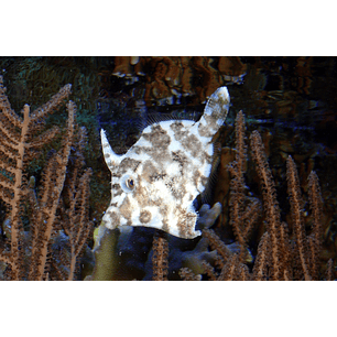 Acreicthys Tomentosus