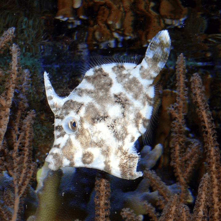 Acreicthys Tomentosus 1