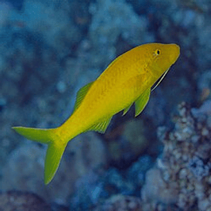  Parupeneus Cyclostomus