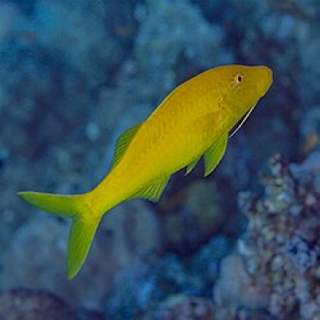  Parupeneus Cyclostomus 1