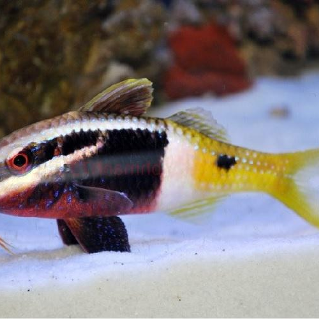 Parupneus Barbarinoides 1