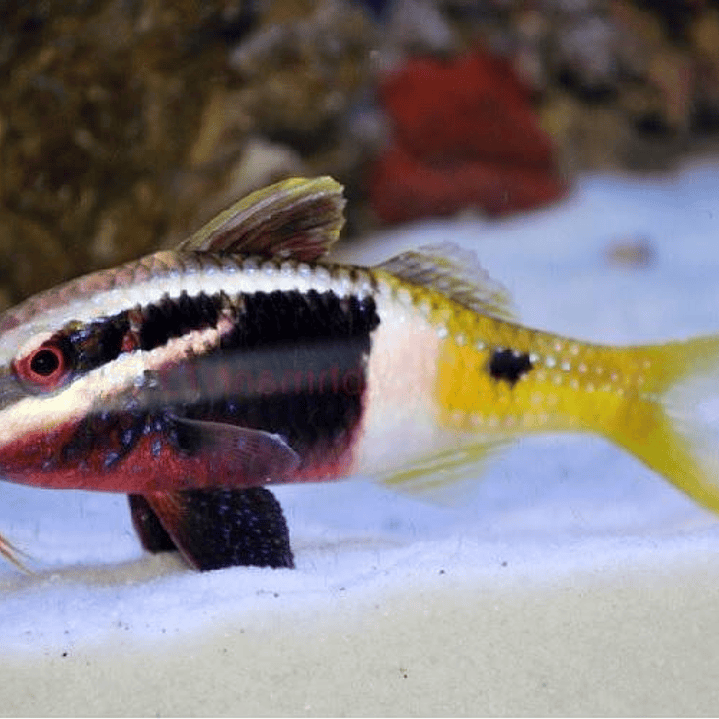 Parupneus Barbarinoides 1