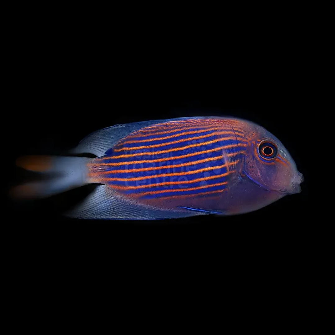  Ctenochaetus Striatus 1