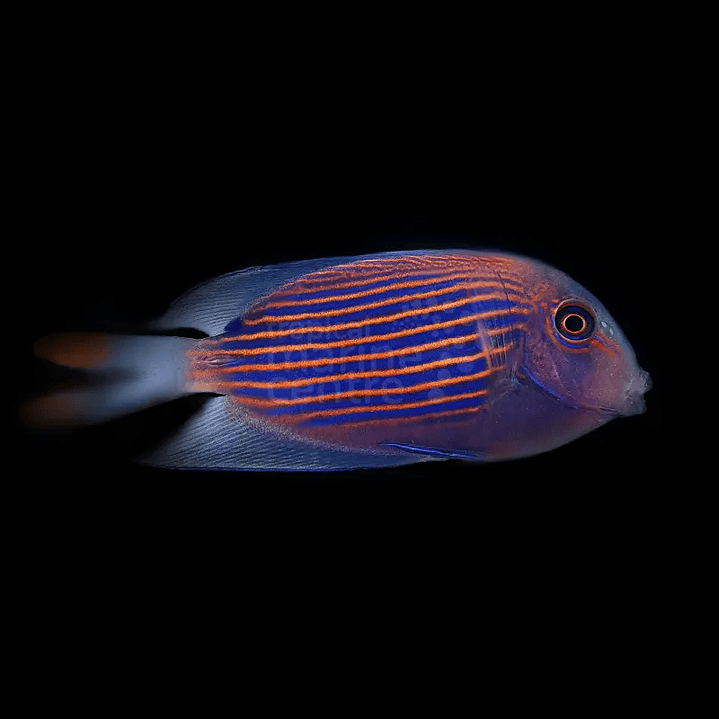  Ctenochaetus Striatus 1