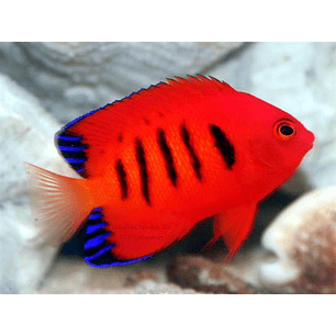 Centropyge Loriculus