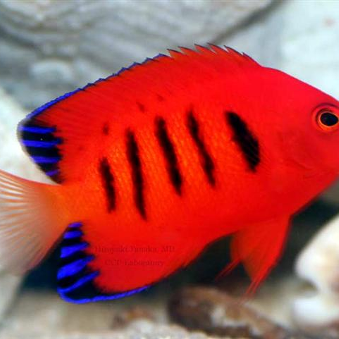 Centropyge Loriculus 1