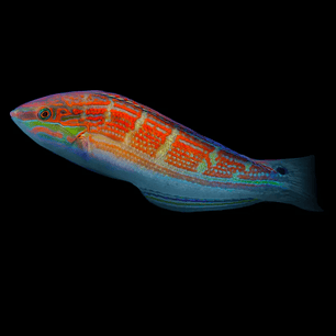 Halichoeres Ornatissimos