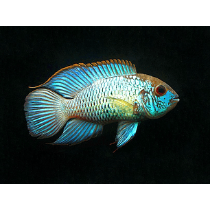 Acará-azul / AEQUIDENS PULCHER