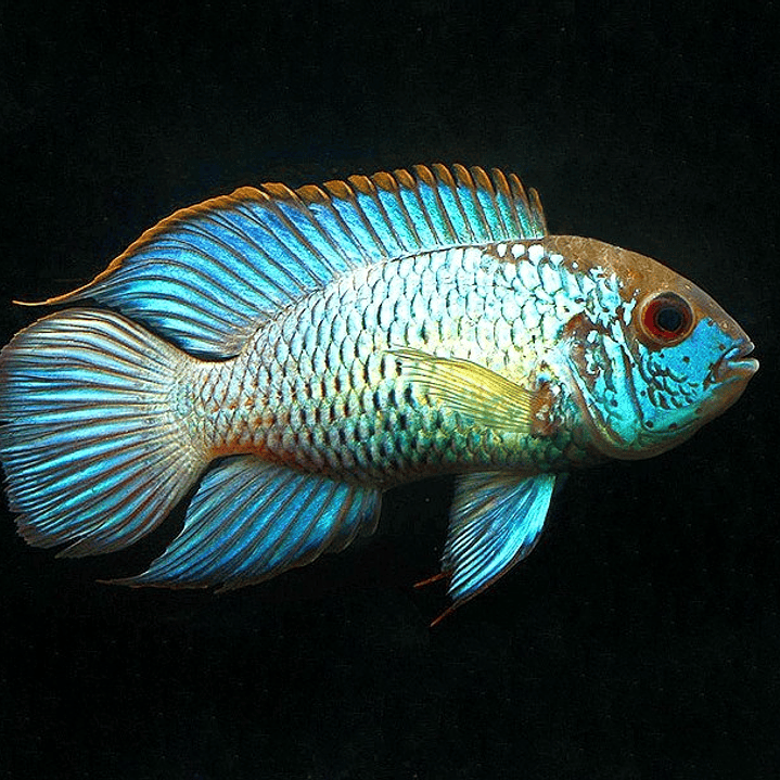 Acará-azul / AEQUIDENS PULCHER 1