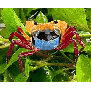 Caranguejo Tricolor do Borneo ( Lepidothelphusa Menneri )