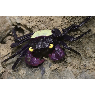 Caranguejo Golden Eyes - Geoserma SP