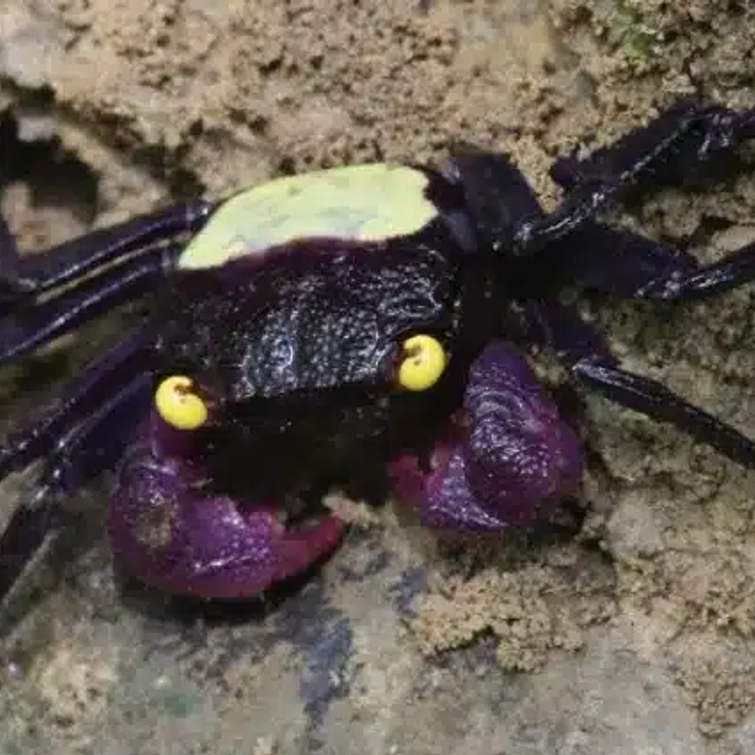 Caranguejo Golden Eyes - Geoserma SP 1