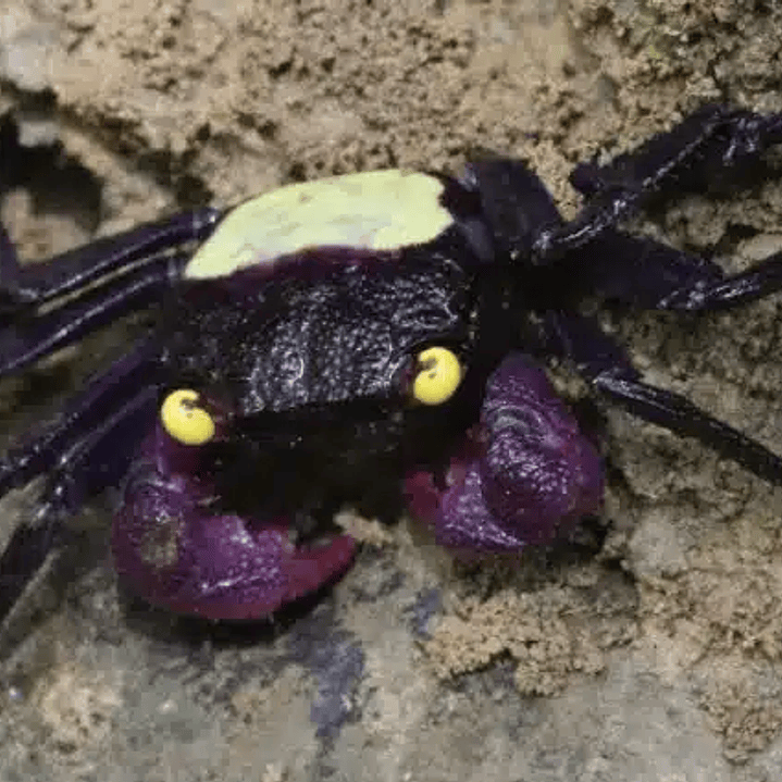 Caranguejo Golden Eyes - Geoserma SP 1