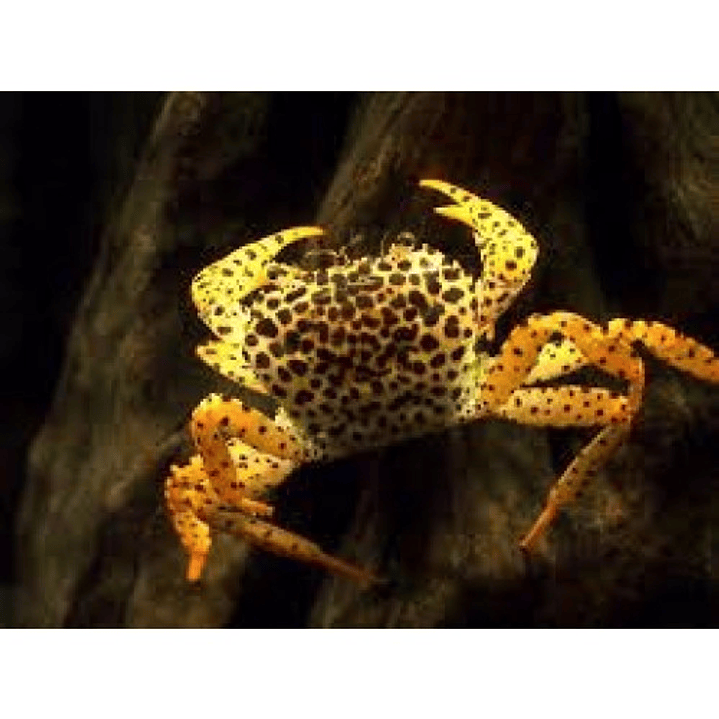 Caranguejo Pantera - Parathelphusa Pantherina -  3