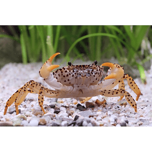 Caranguejo Pantera - Parathelphusa Pantherina - 