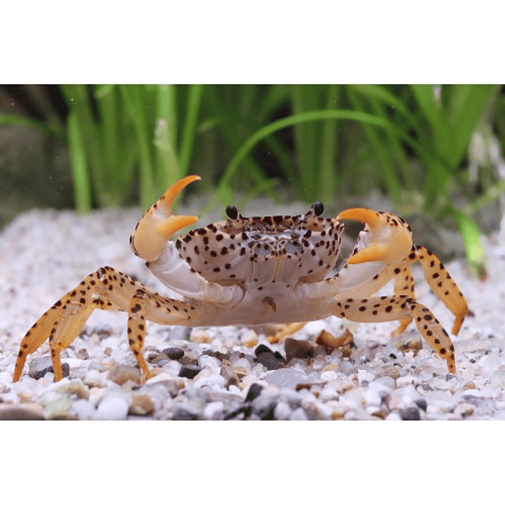 Caranguejo Pantera - Parathelphusa Pantherina -  1