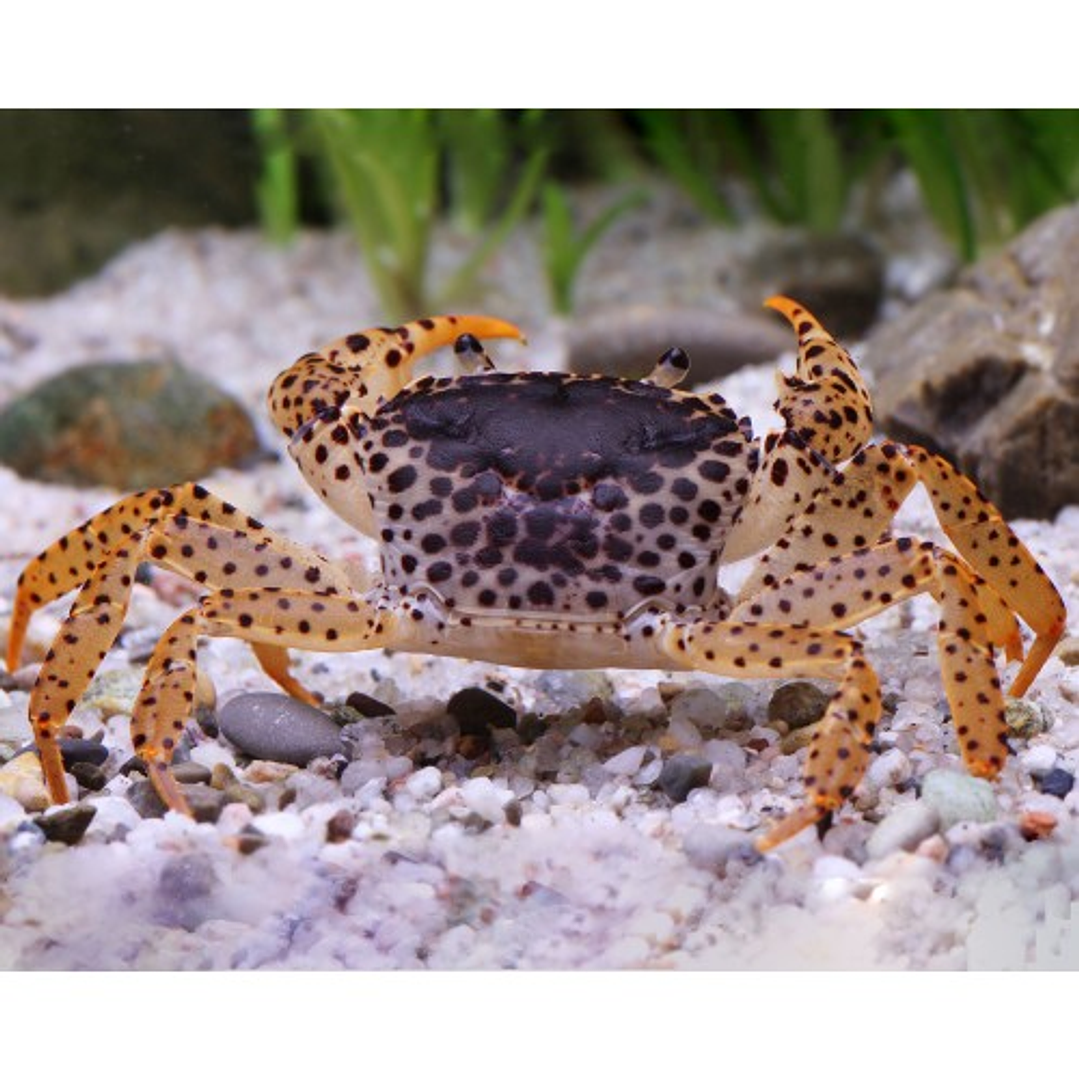 Caranguejo Pantera - Parathelphusa Pantherina -  2