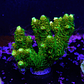 Acropora Millepora - thumbnail 1