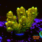 Acropora Millepora - thumbnail 2