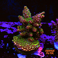 Acropora Millepora  - Thumbnail 2