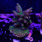 Acropora Millepora  - Thumbnail 1