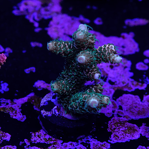 Acropora Millepora 