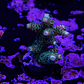 Acropora Millepora  - Thumbnail 1