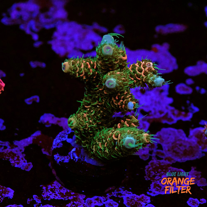 Acropora Millepora  2