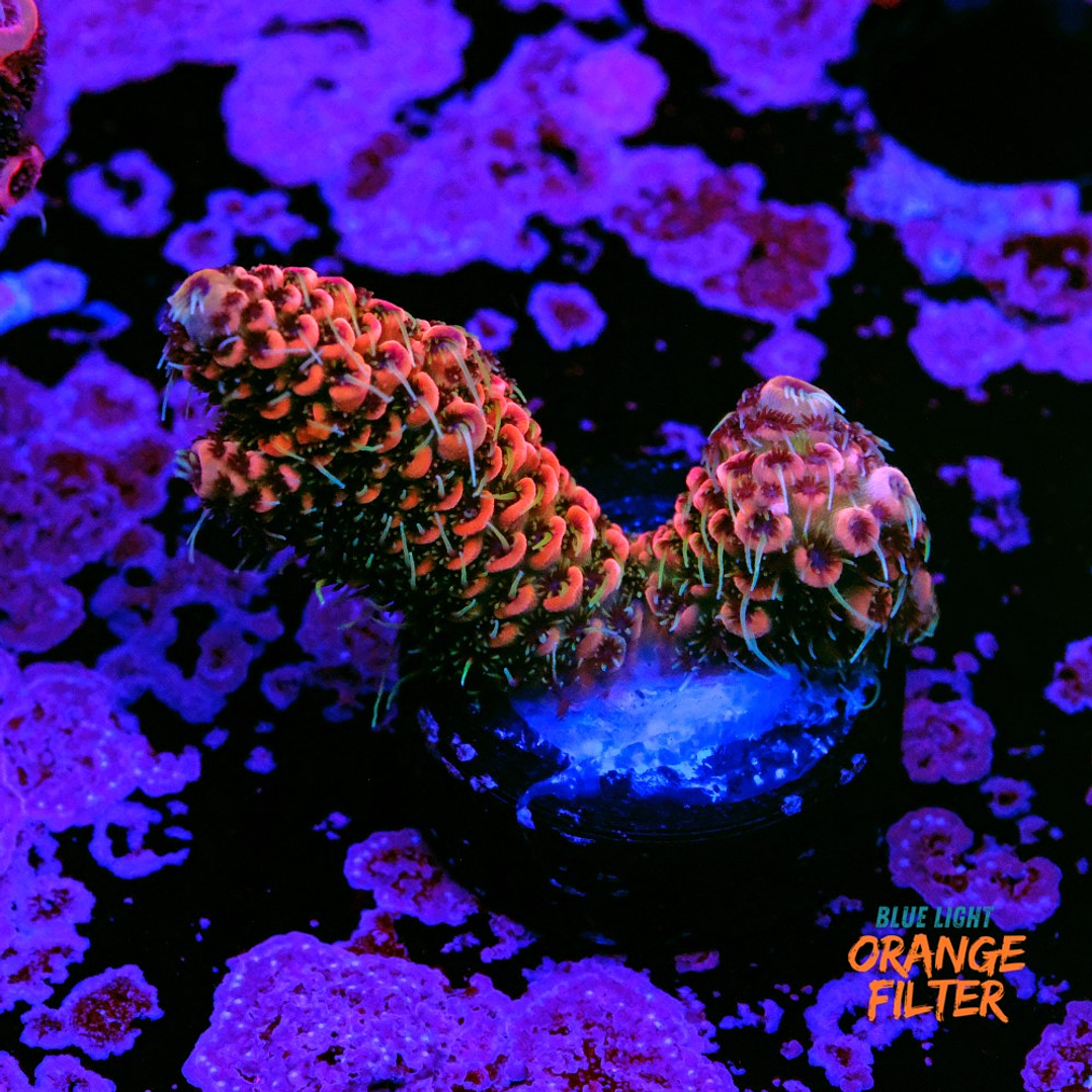 Acropora Millepora 1