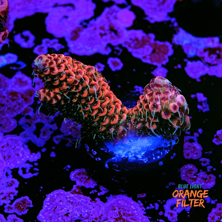 Acropora Millepora 1