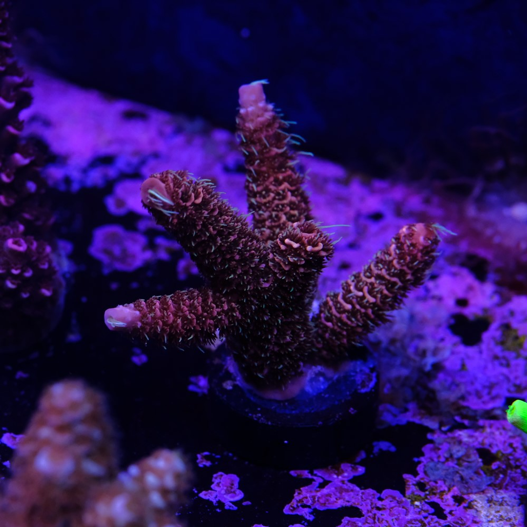 Acropora Mmillepora Copper Skin 1