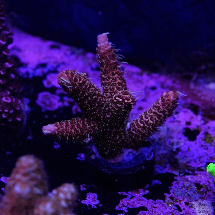 Acropora Mmillepora Copper Skin 1