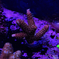 Acropora Mmillepora Copper Skin - Thumbnail 1