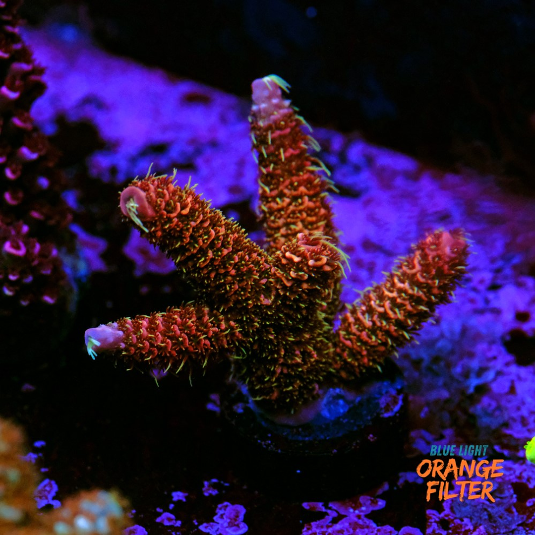 Acropora Mmillepora Copper Skin 2