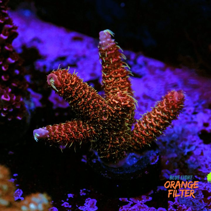 Acropora Mmillepora Copper Skin 2