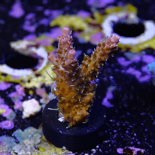 Tyree Pinky the Bear Acropora