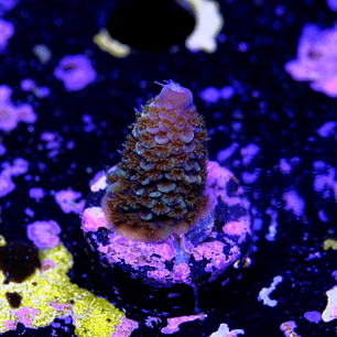 Acropora Spathulata Purple Haze