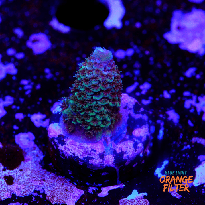 Acropora Spathulata Purple Haze 2