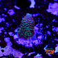 Acropora Spathulata Purple Haze - Thumbnail 2