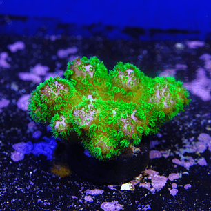 Pocillopora Verrucosa