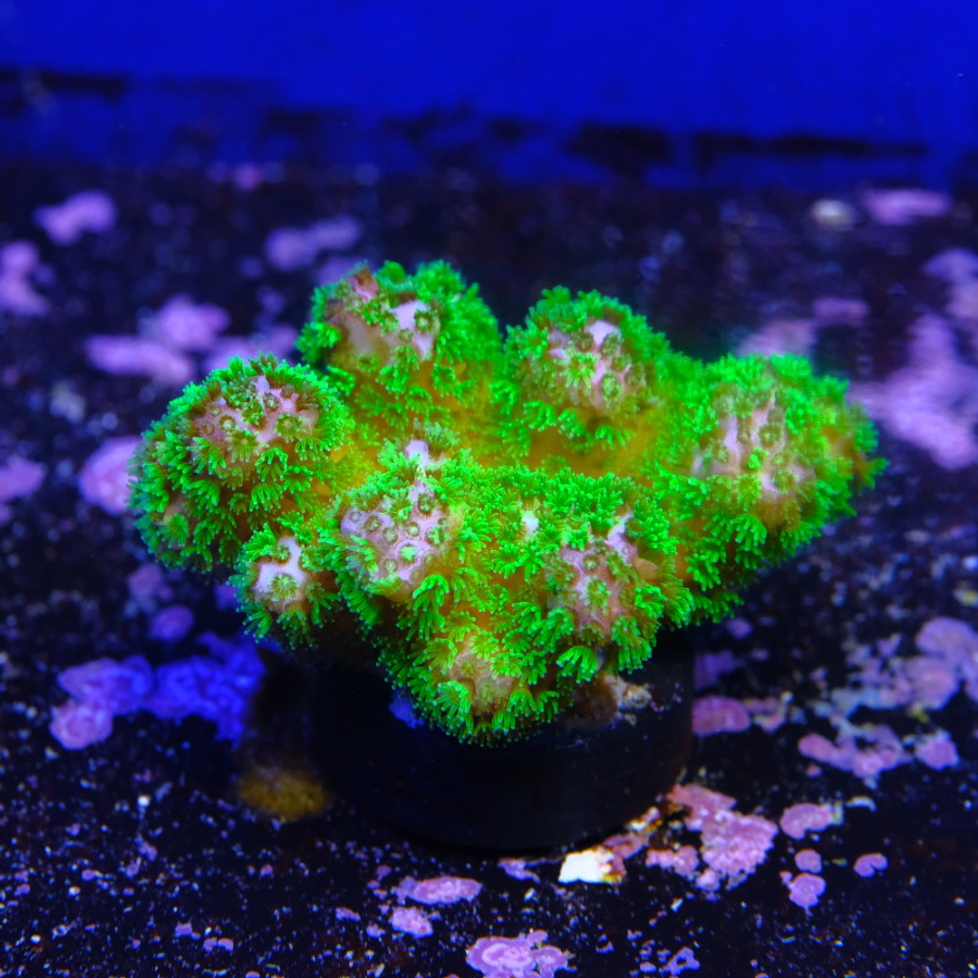 Pocillopora Verrucosa 1